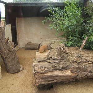 Yellow Mongoose enclosure