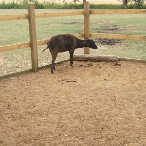 Lowland Anoa