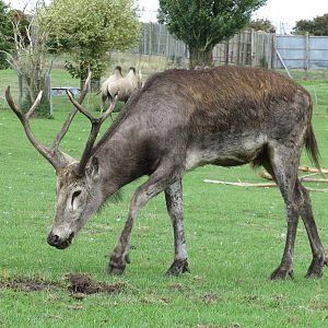 pere davids deer 120813