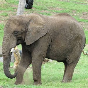 african elephant 120813