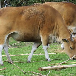 banteng 120813
