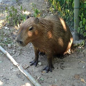 Capybara