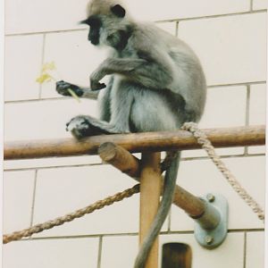 Entellus in the old monkey house.