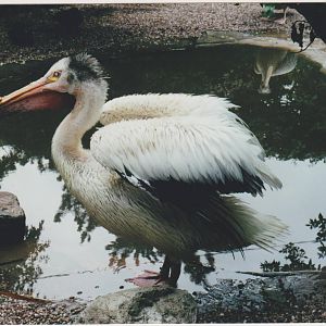 American White Pelican