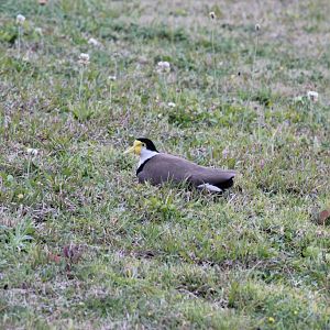 Masked Plover (Vanellus miles) incubating a clutch of four eggs