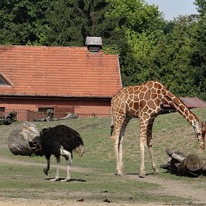 Giraffa camelopardalis reticulata /  Struthio camelus