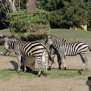 Equus quagga chapmani