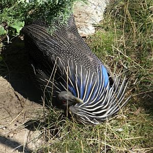 Acryllium vulturinum