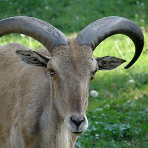 Ammotragus lervia fassini