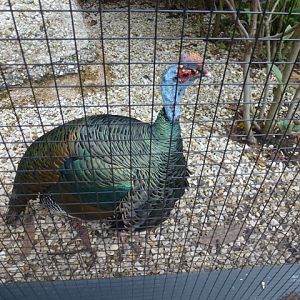 Ocellated Turkey 23.6.13