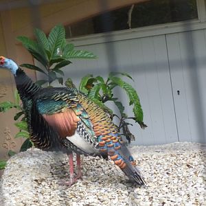 Ocellated Turkey 27.6.13