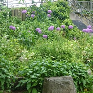 Artis Royal Zoo 27.6.13