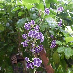 Artis Royal Zoo 27.6.13