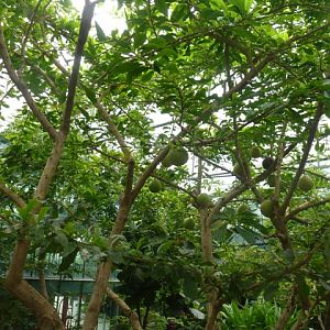 Butterfly Pavilion 23.6.13