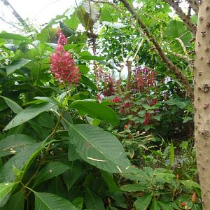 Butterfly Pavilion 23.6.13