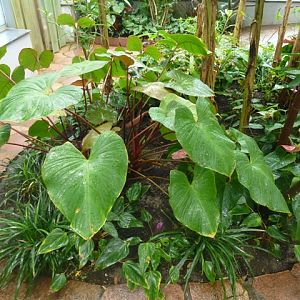 Butterfly Pavilion 23.6.13