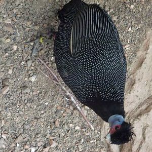 Kenya crested guinea fowl 27.6.13
