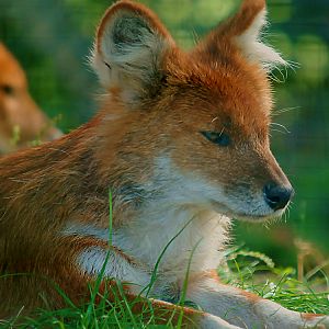 DHOLE