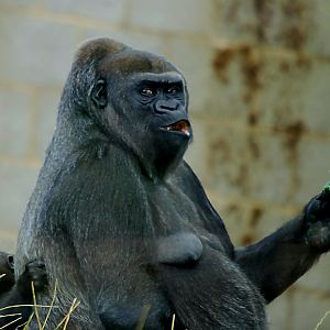 WESTERN LOWLAND GORILLA AND BABY