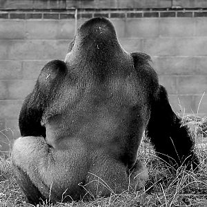 MALE WESTERN LOWLAND GORILLA