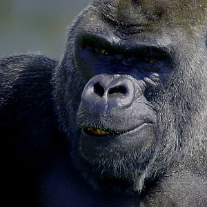 MALE WESTERN LOWLAND GORILLA