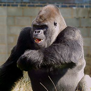 MALE WESTERN LOWLAND GORILLA