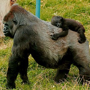 WESTERN LOWLAND GORILLA AND BABY