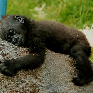 BABY WESTERN LOWLAND GORILLA