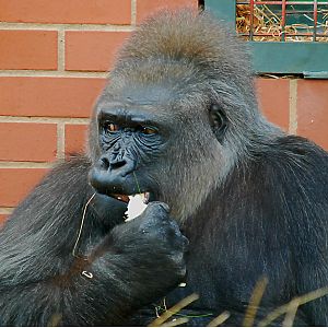 WESTERN LOWLAND GORILLA