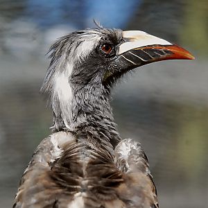 AFRICAN GREY HORNBILL