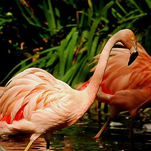 CHILEAN FLAMINGO