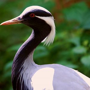 DEMOISELLE CRANE