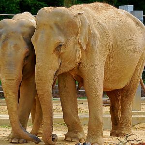 ASIAN ELEPHANTS