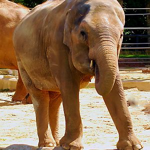 ASIAN ELEPHANT