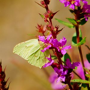 BRIMSTONE BUTTERFLY
