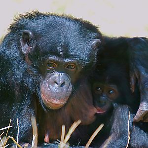 BONOBO AND BABY