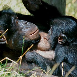 BONOBO AND BABY