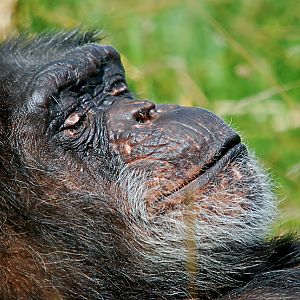 CHIMPANZEE