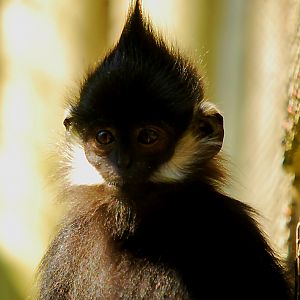 FRANCOIS LANGUR