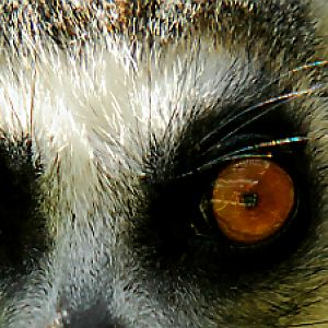 RING TAILED LEMUR