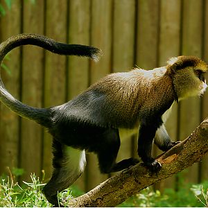 LOWE'S GUENON