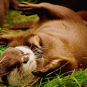 ASIAN SHORT CALWED OTTER