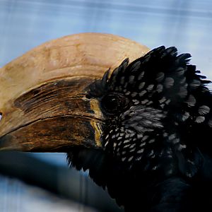 SILVERY-CHEEKED HORNBILL