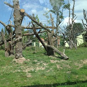 Outdoor huge Gorilla exhibit