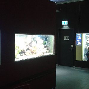 Tank for anemone-fish