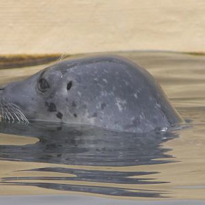 Harbour seal