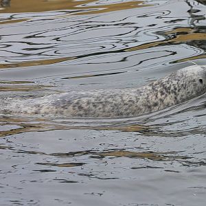 Harbour seal