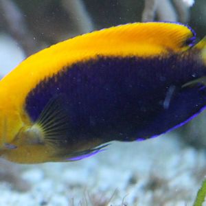 Centropyge acanthops