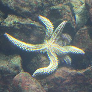 Ice- seastar