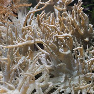 Sea-anemones - soft coral